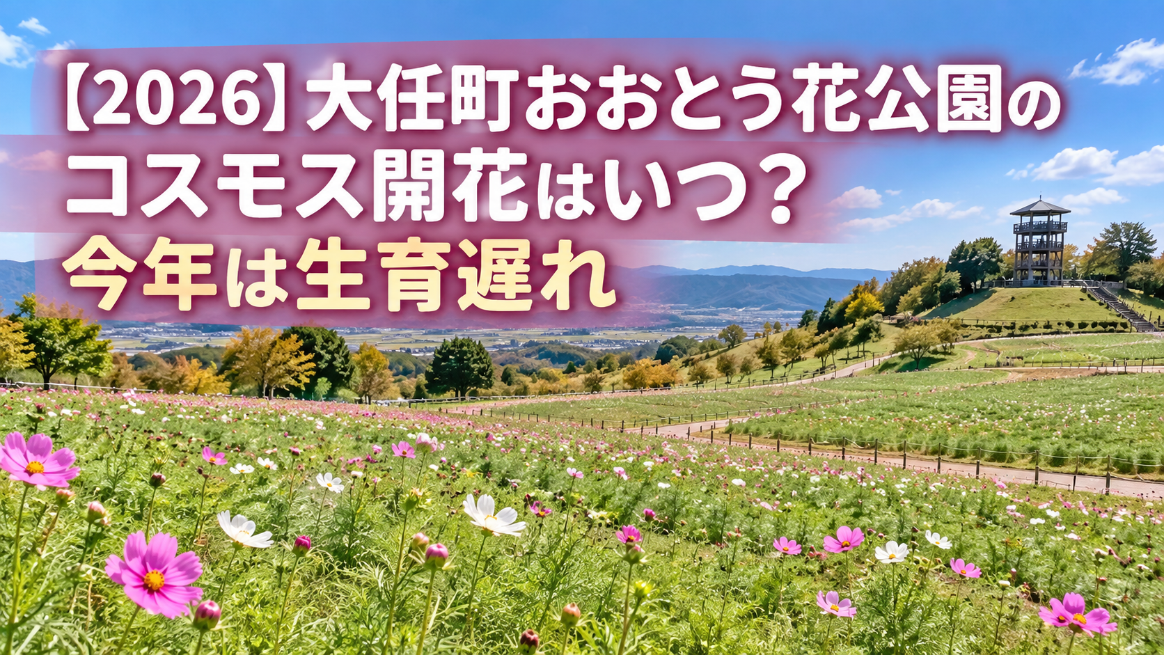 【2026】大任町おおとう花公園のコスモス開花はいつ？今年は生育遅れ